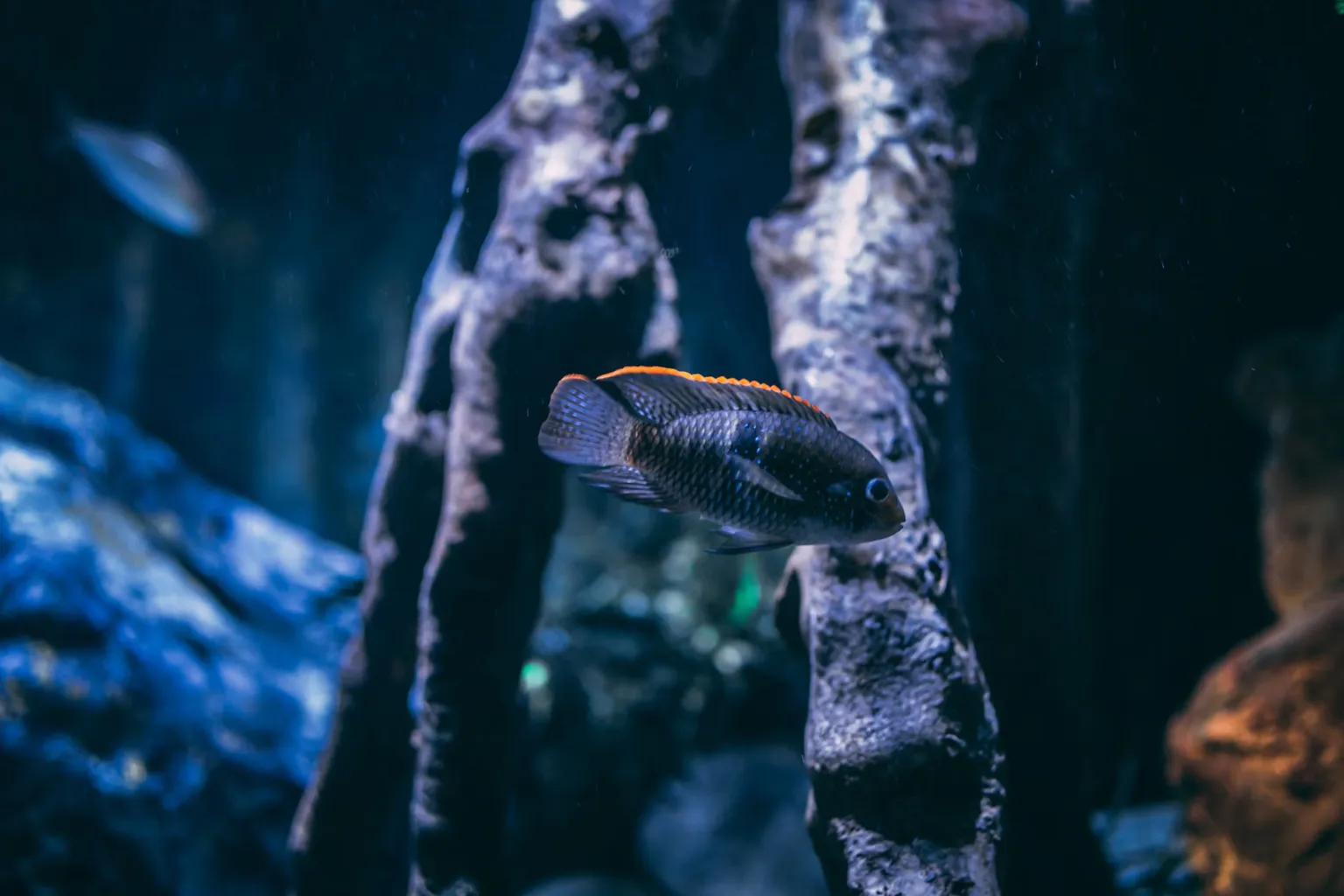 Billets Gardaland SEA LIFE : les meilleures options de visite