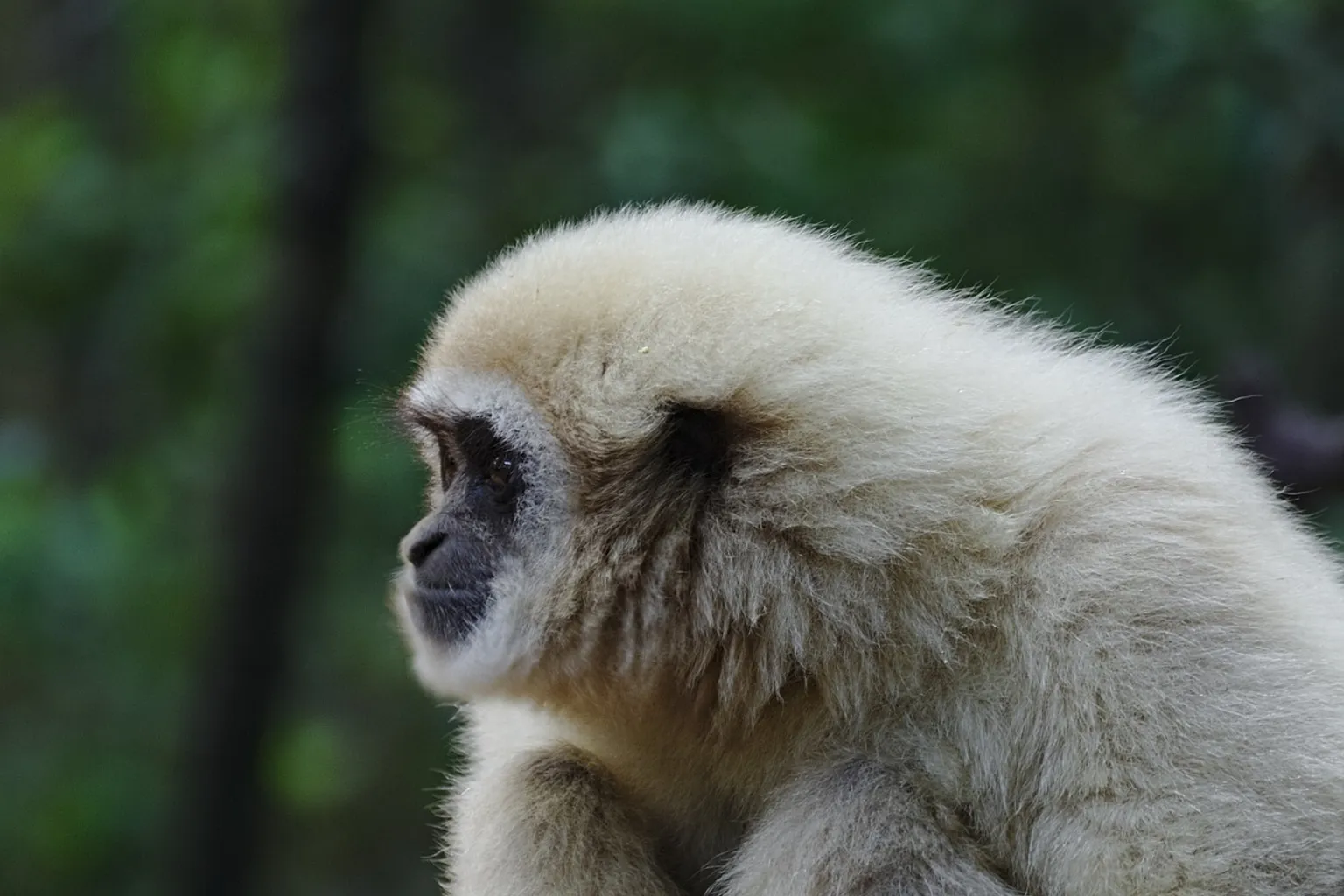 Billets Monkeyland : le verdict sur les options d'achat