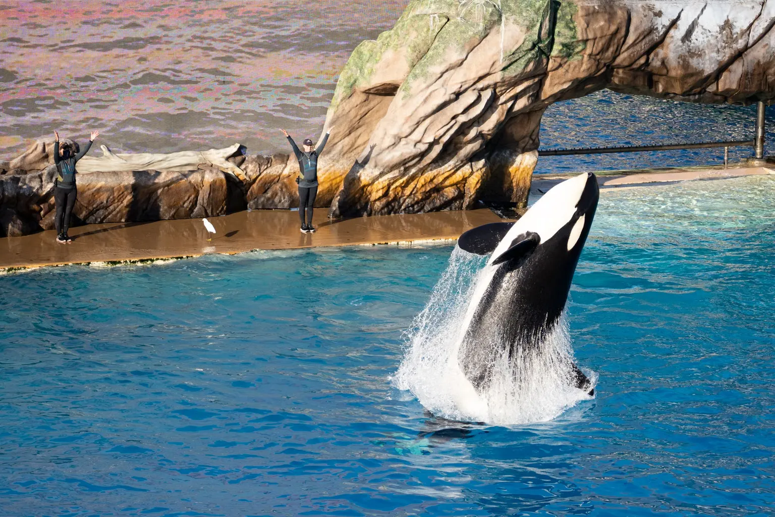 SeaWorld San Diego billets : l'experience vaut-elle son prix ?